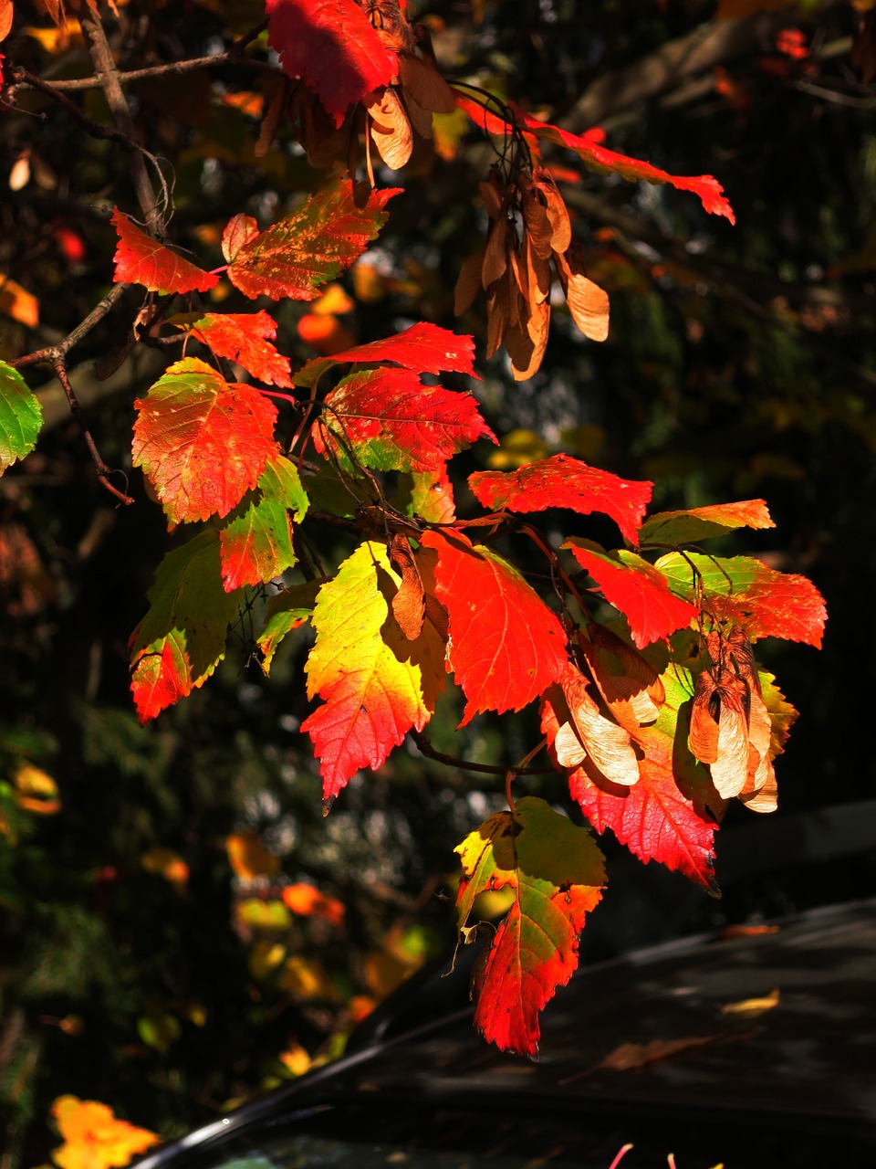 leaves fall autumn free photo