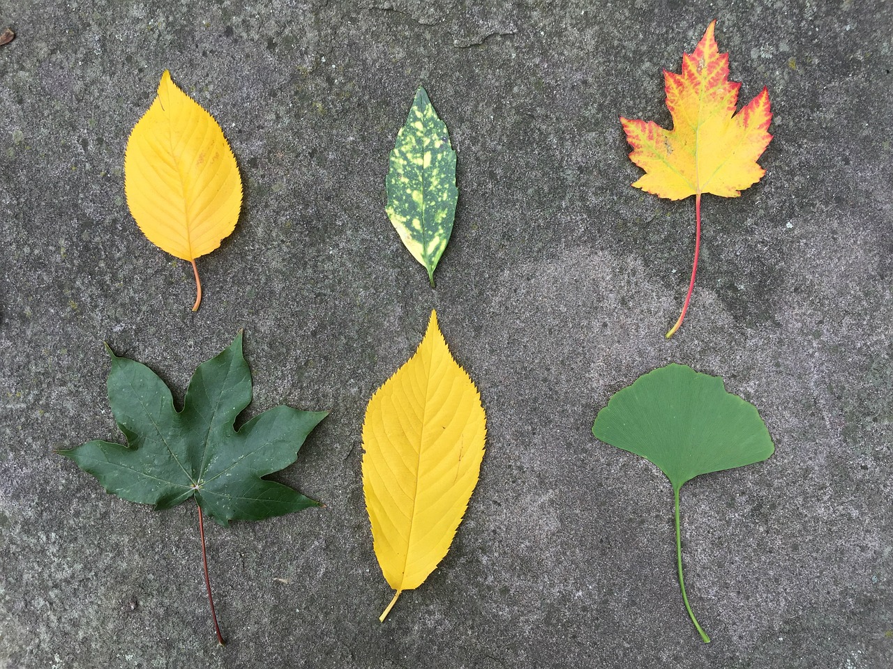 leaves autumn leaves in the autumn free photo