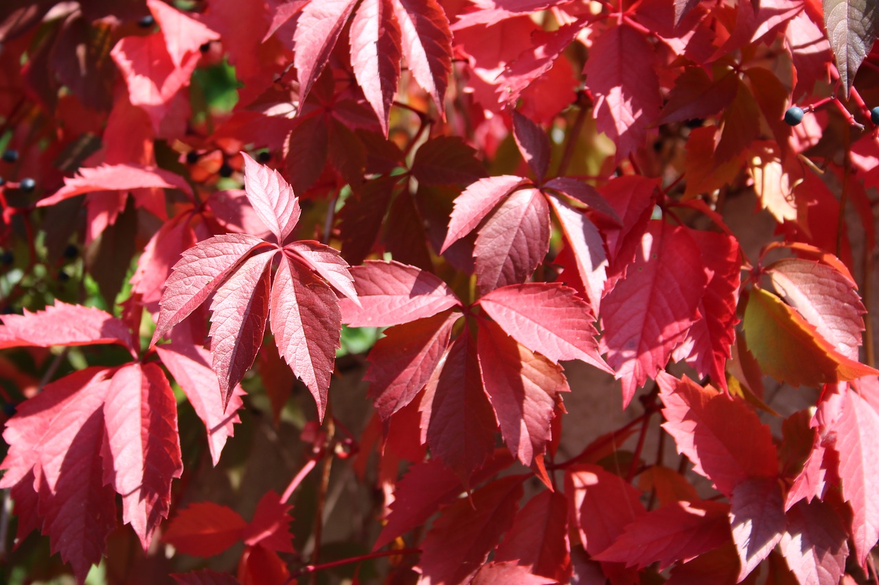 leaves red spring free photo