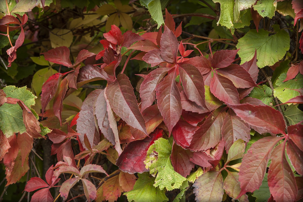 leaves autumn nature free photo