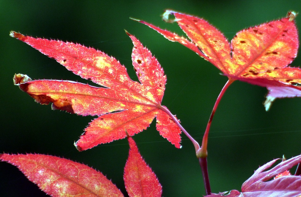 leaves fall maple free photo