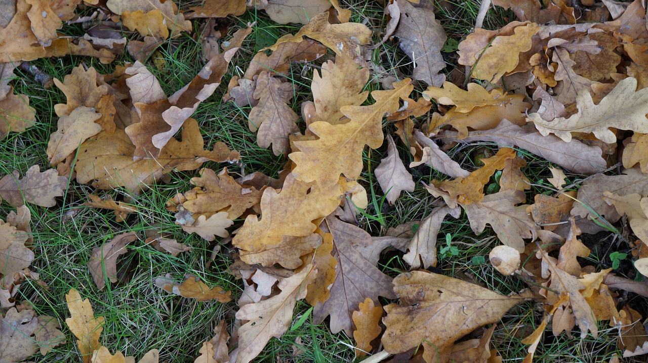 leaves texture fall foliage free photo