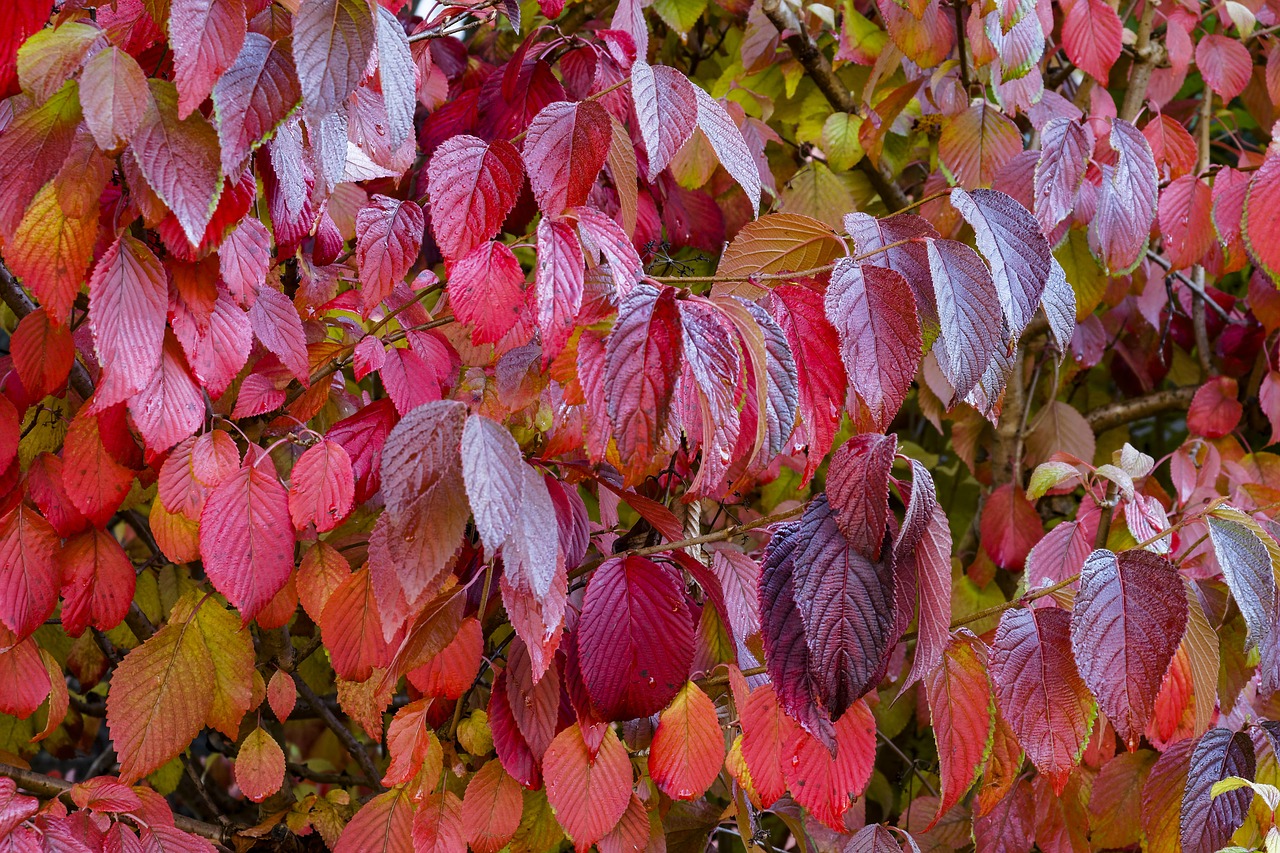 leaves fall foliage free photo