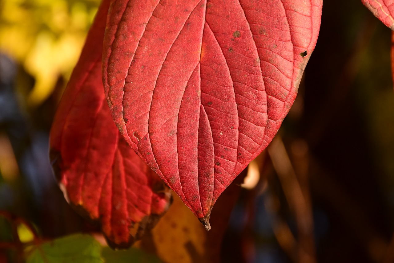 leaves fall foliage autumn free photo