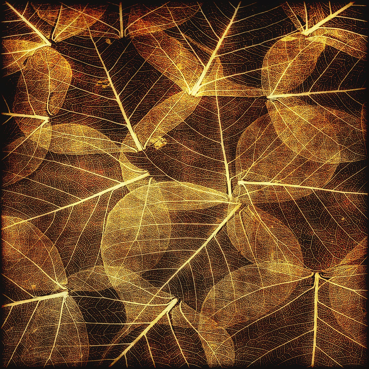 leaves autumn texture free photo