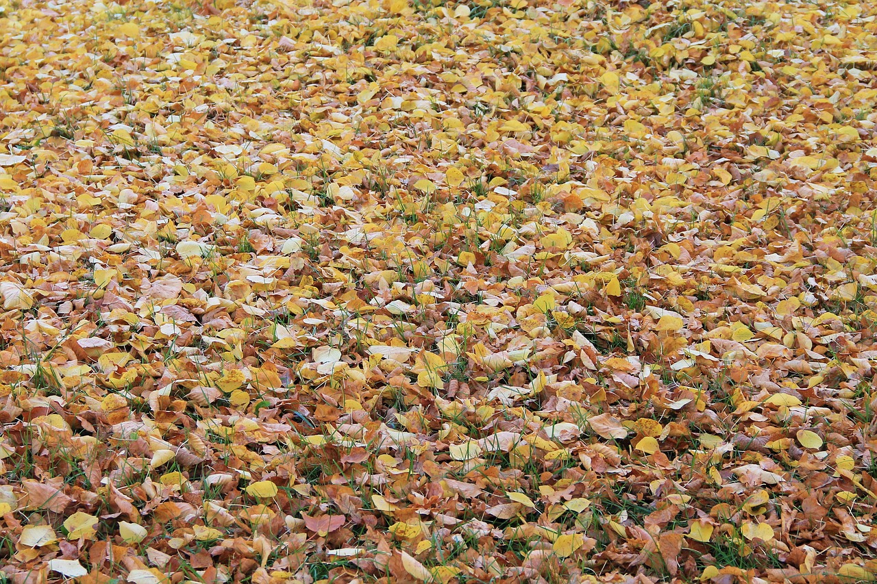 leaves fall foliage colorful leaves free photo