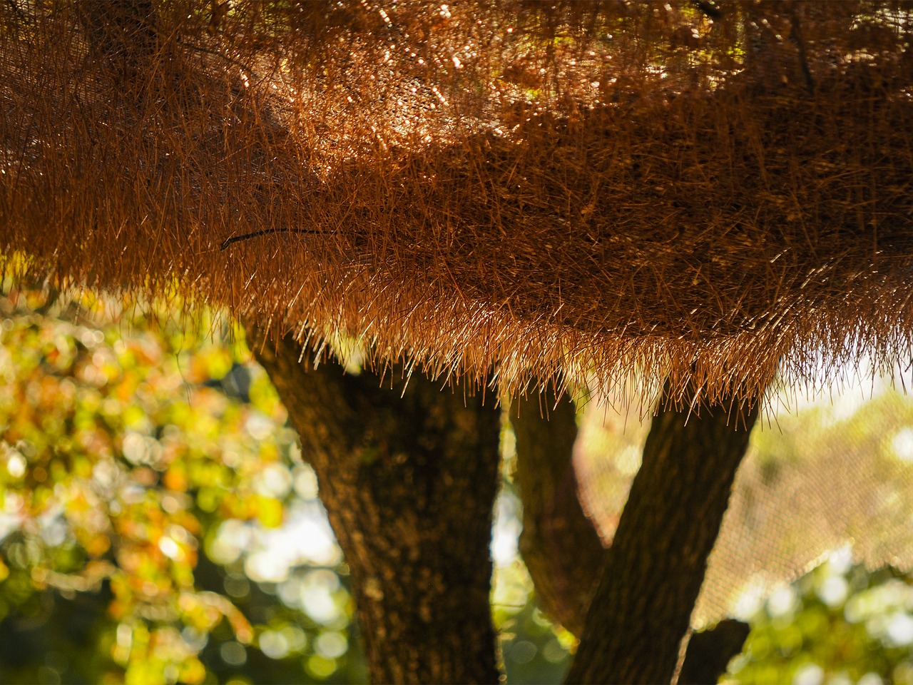 leaves pine needles tree free photo