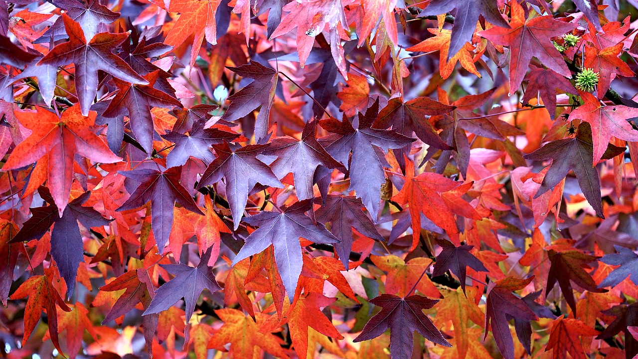 leaves red autumn free photo