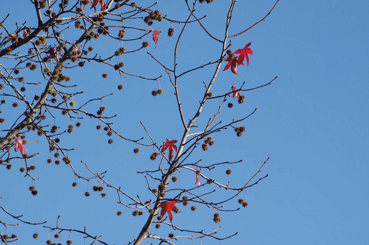 leaves fall autumn free photo