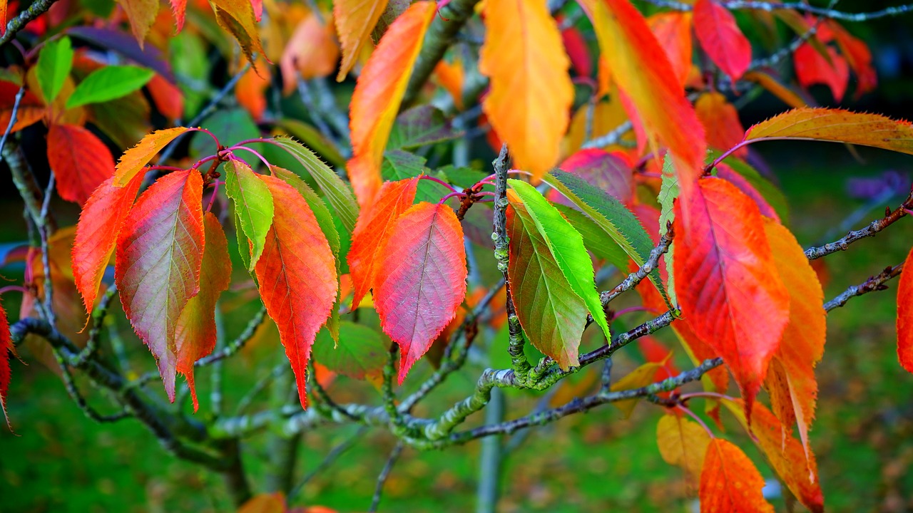 leaves red autumn free photo