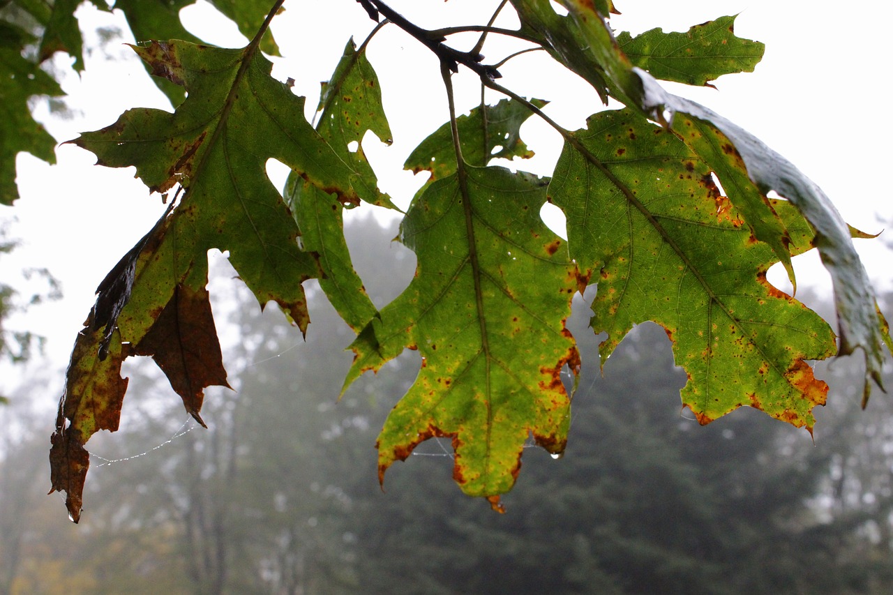 leaves tree fog free photo