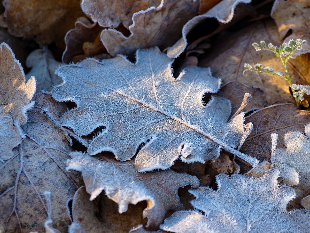 leaves frost ice crystals free photo