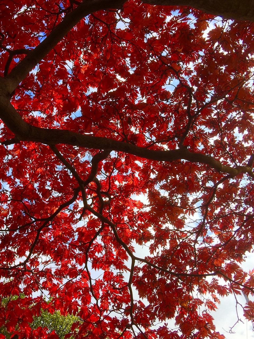 leaves autumn tree free photo