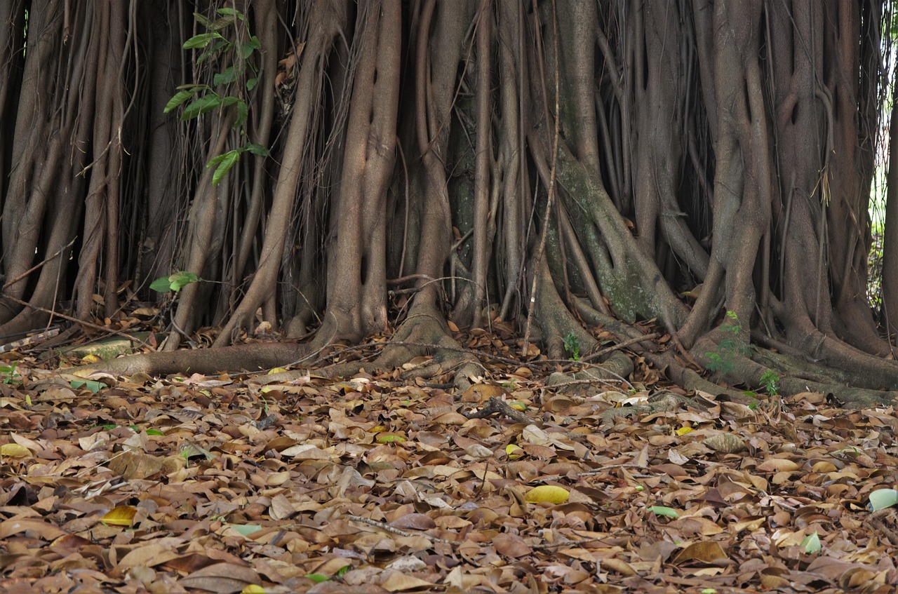 leaves trunk tree free photo