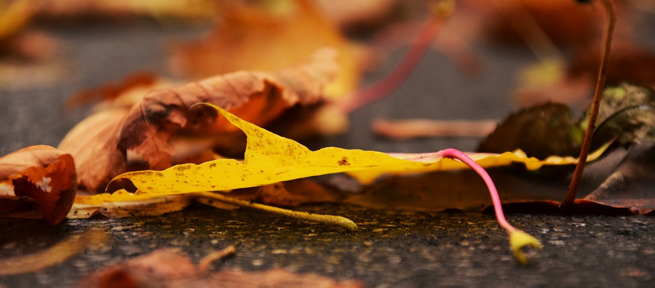 leaves autumn fall foliage free photo