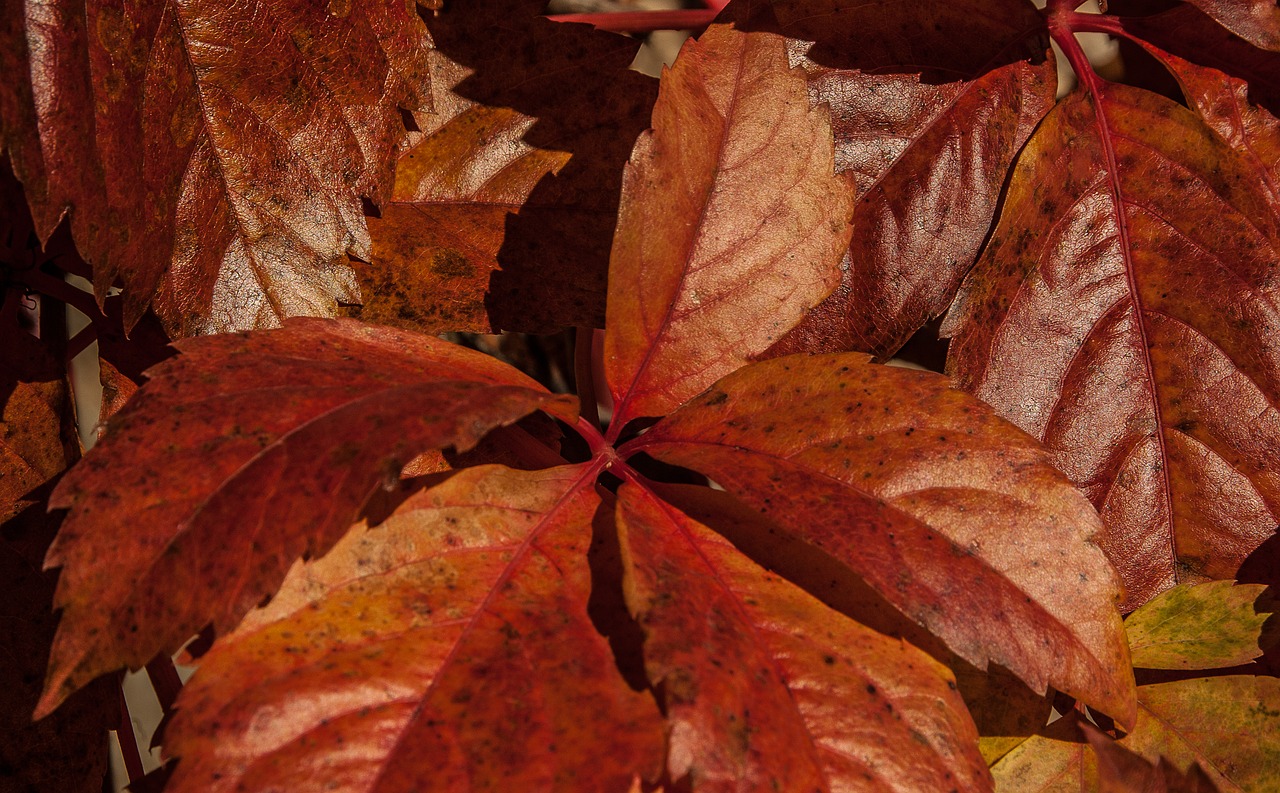 leaves fall foliage free photo