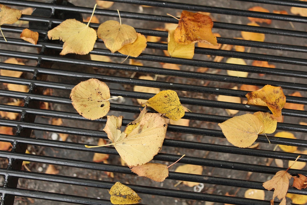 leaves autumn yellow free photo