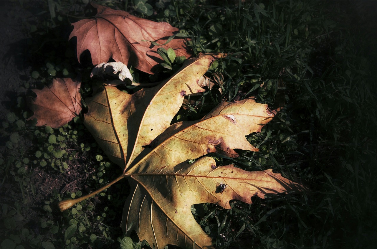 leaves autumn yellow free photo