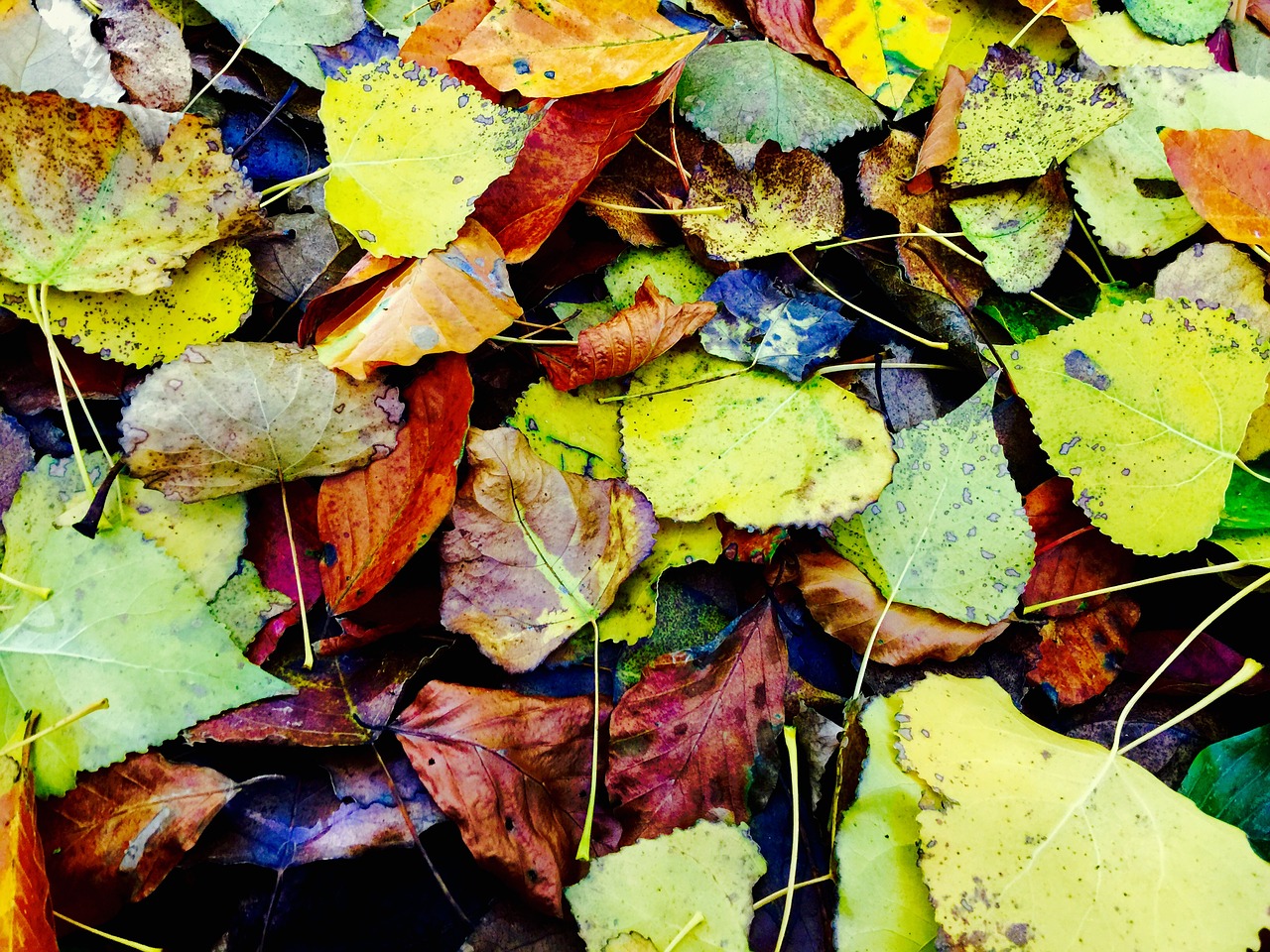 leaves autumn fall foliage free photo