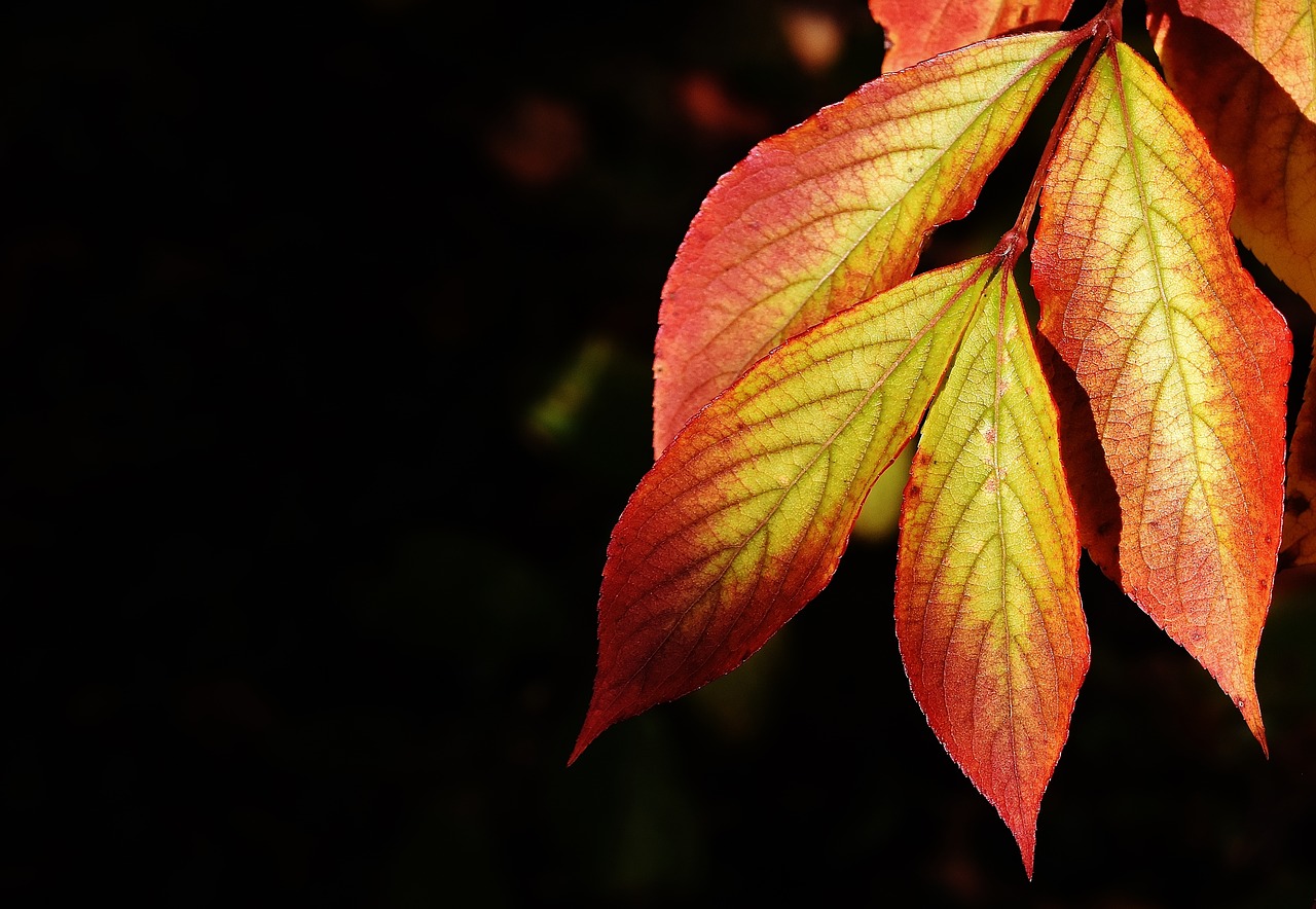 leaves autumn colorful free photo