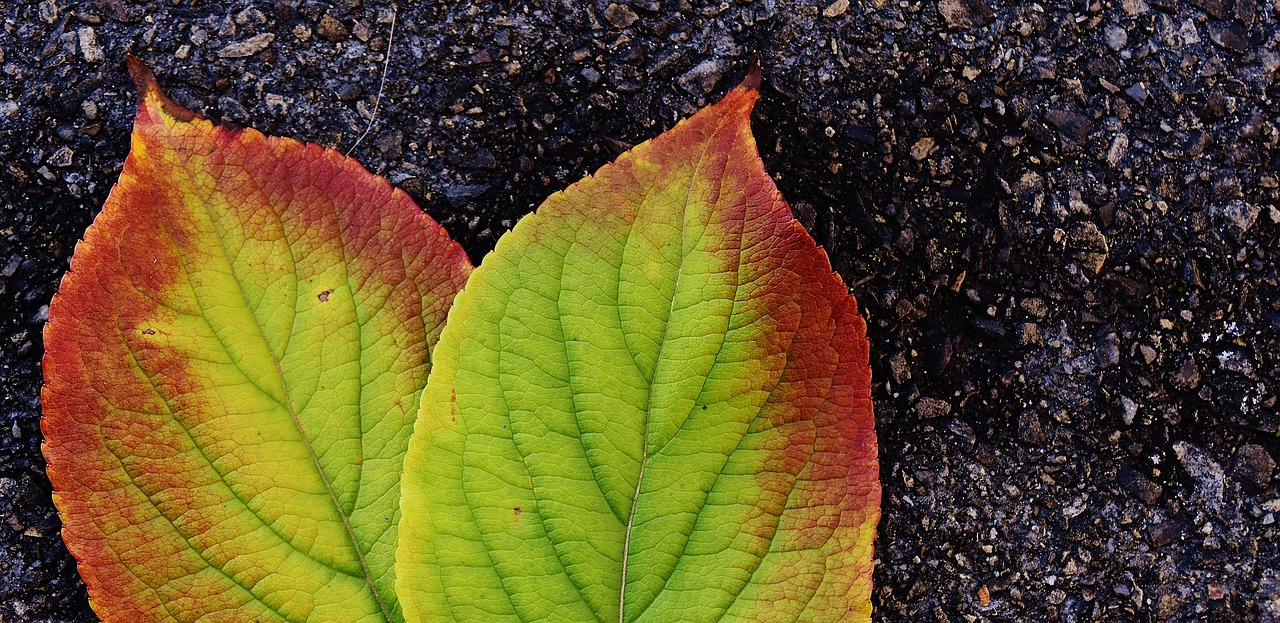 leaves autumn colorful free photo