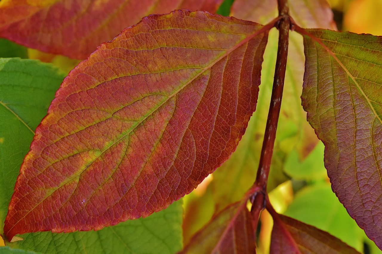 leaves autumn colorful free photo