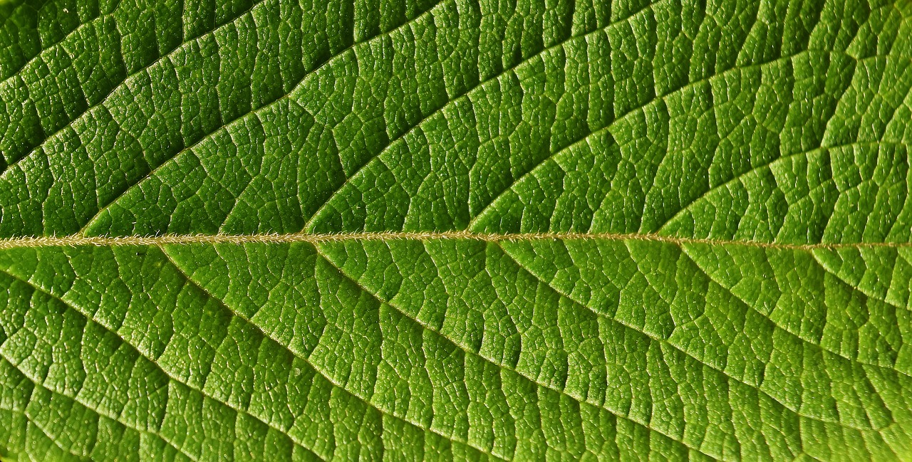 leaf close nature free photo