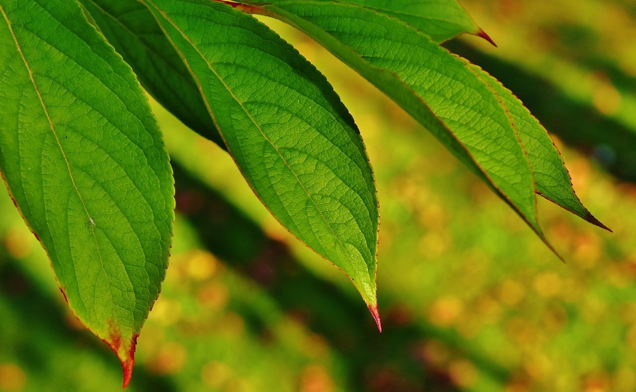 leaves tree green free photo