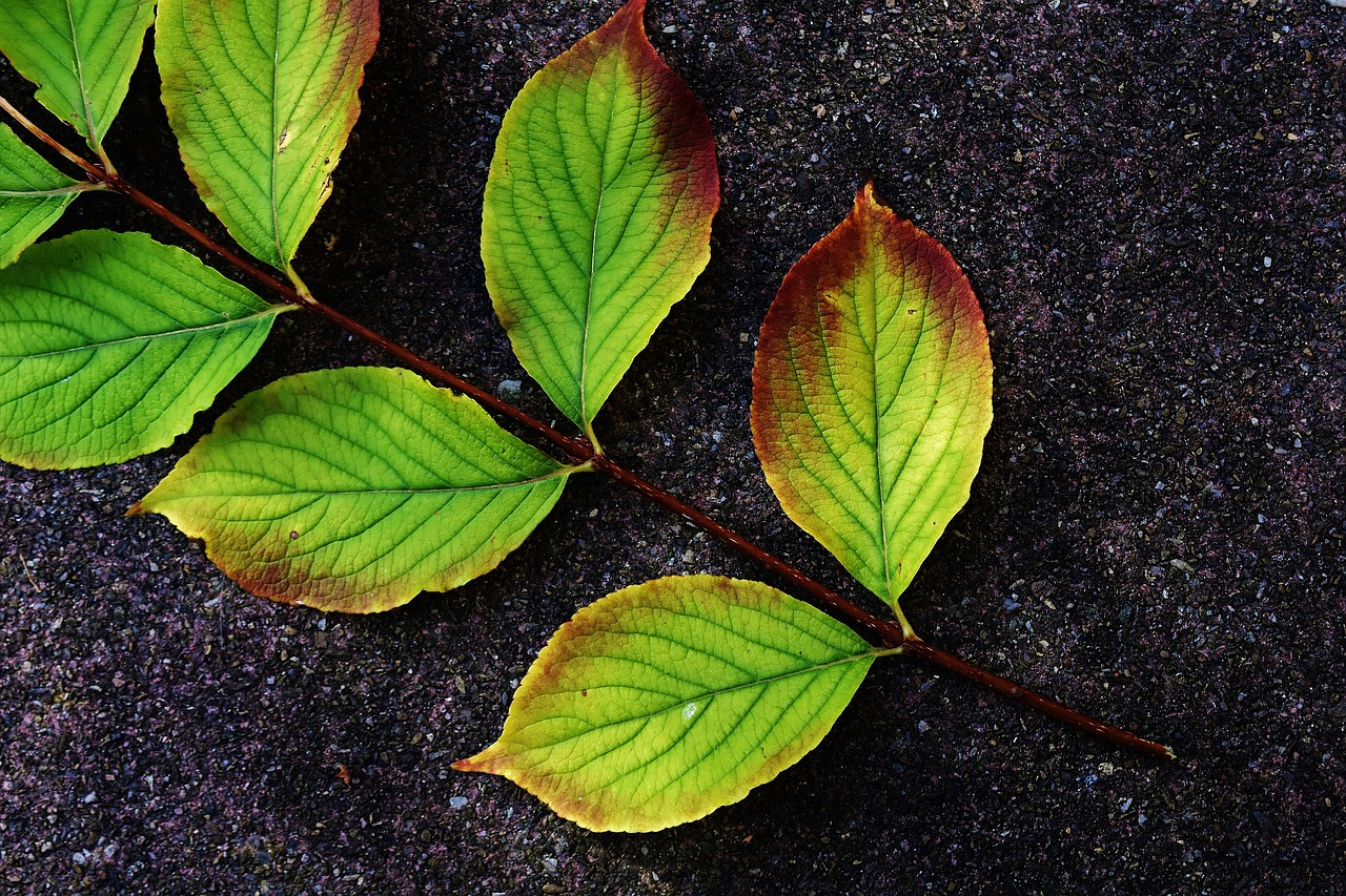 leaves branch autumn free photo