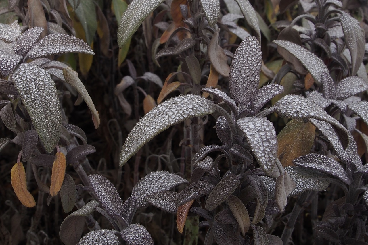 leaves plants macro free photo