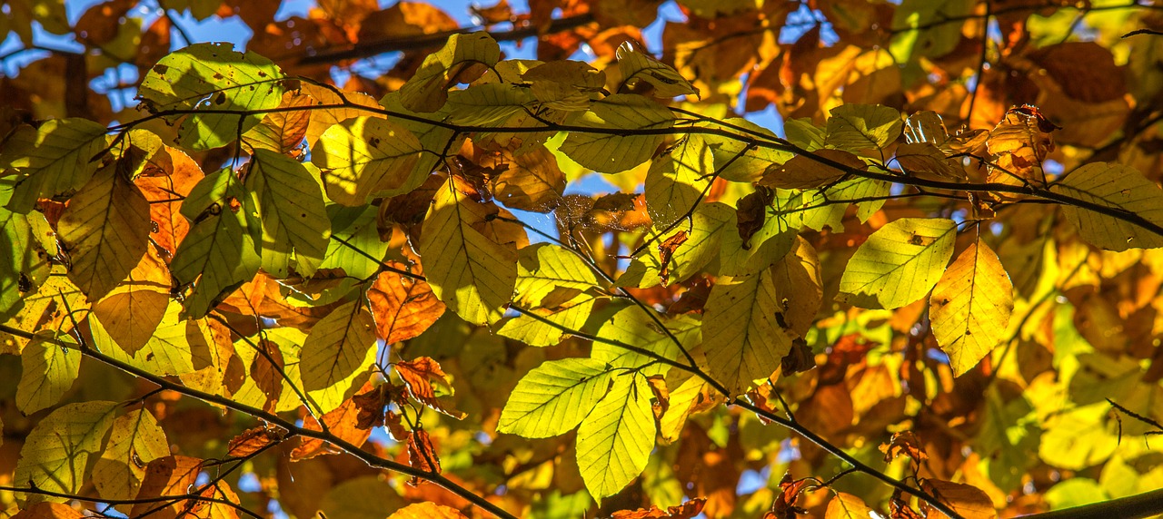 leaves autumn color free photo