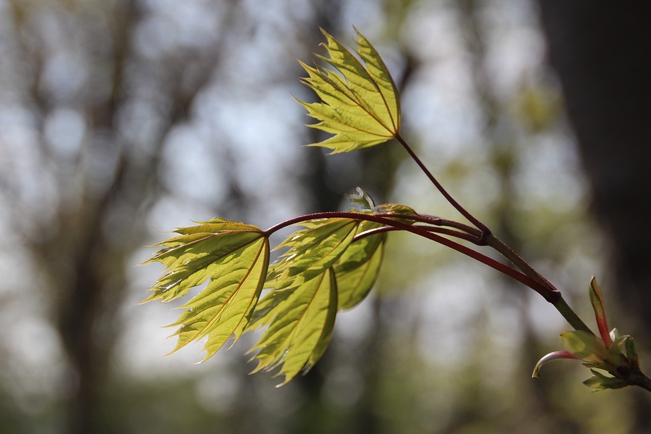 leaves nature leaf free photo