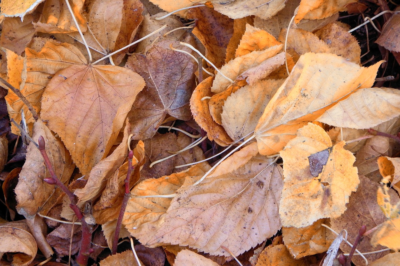 leaves colorful leaves autumn free photo