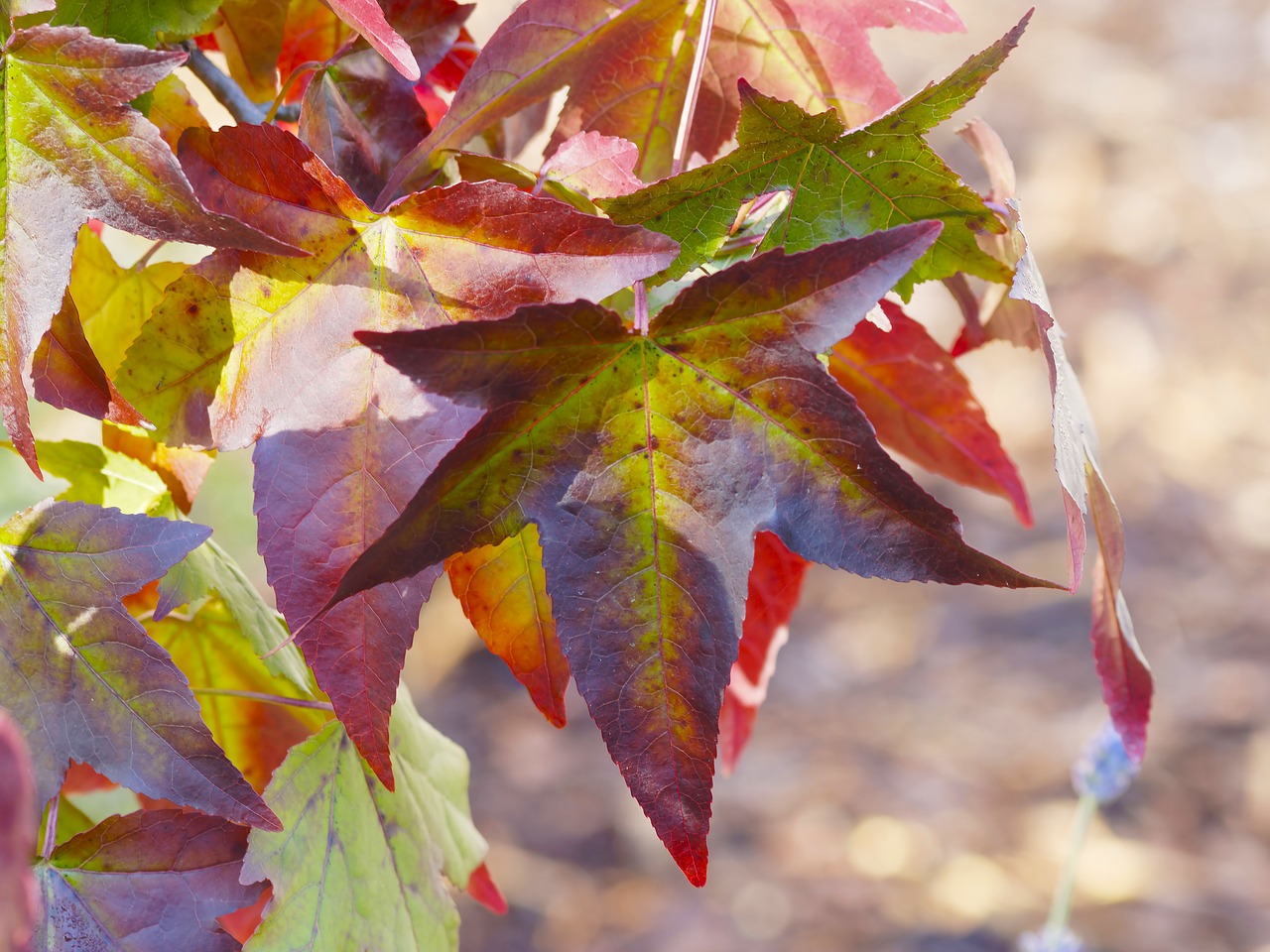 leaves foliage fall free photo