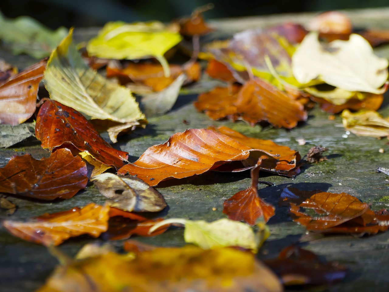 leaves carpet of leaves red leaf free photo