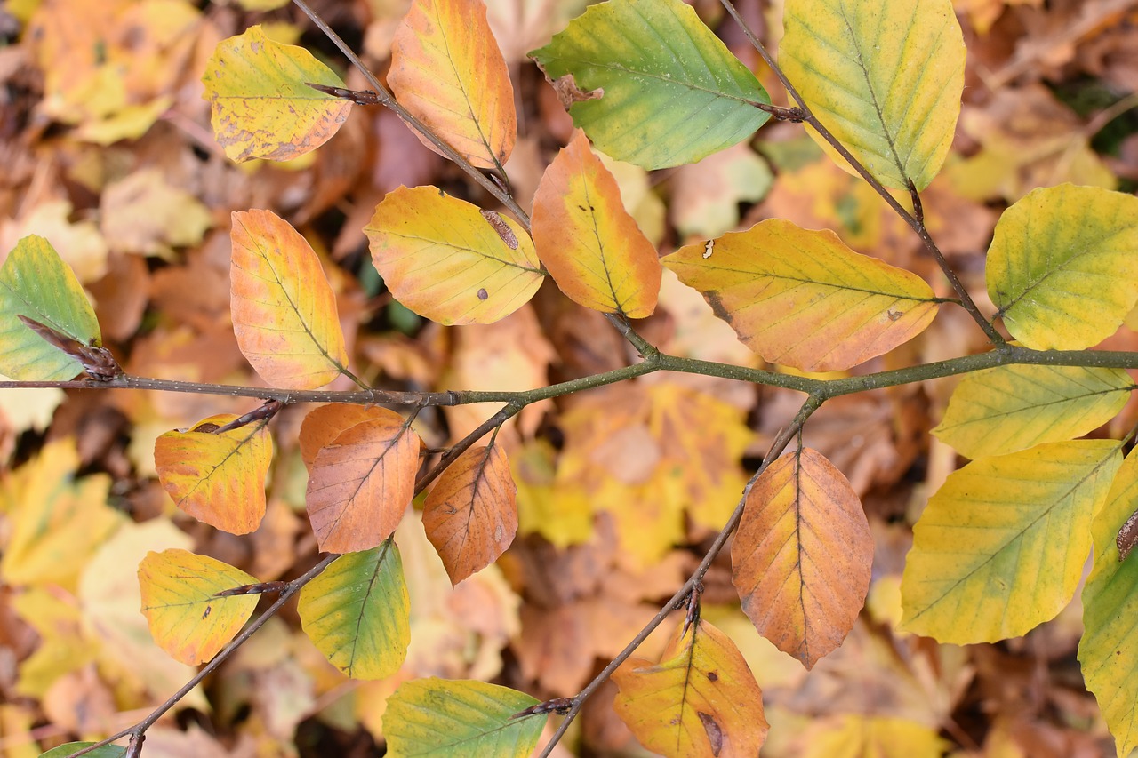 leaves autumn nature free photo