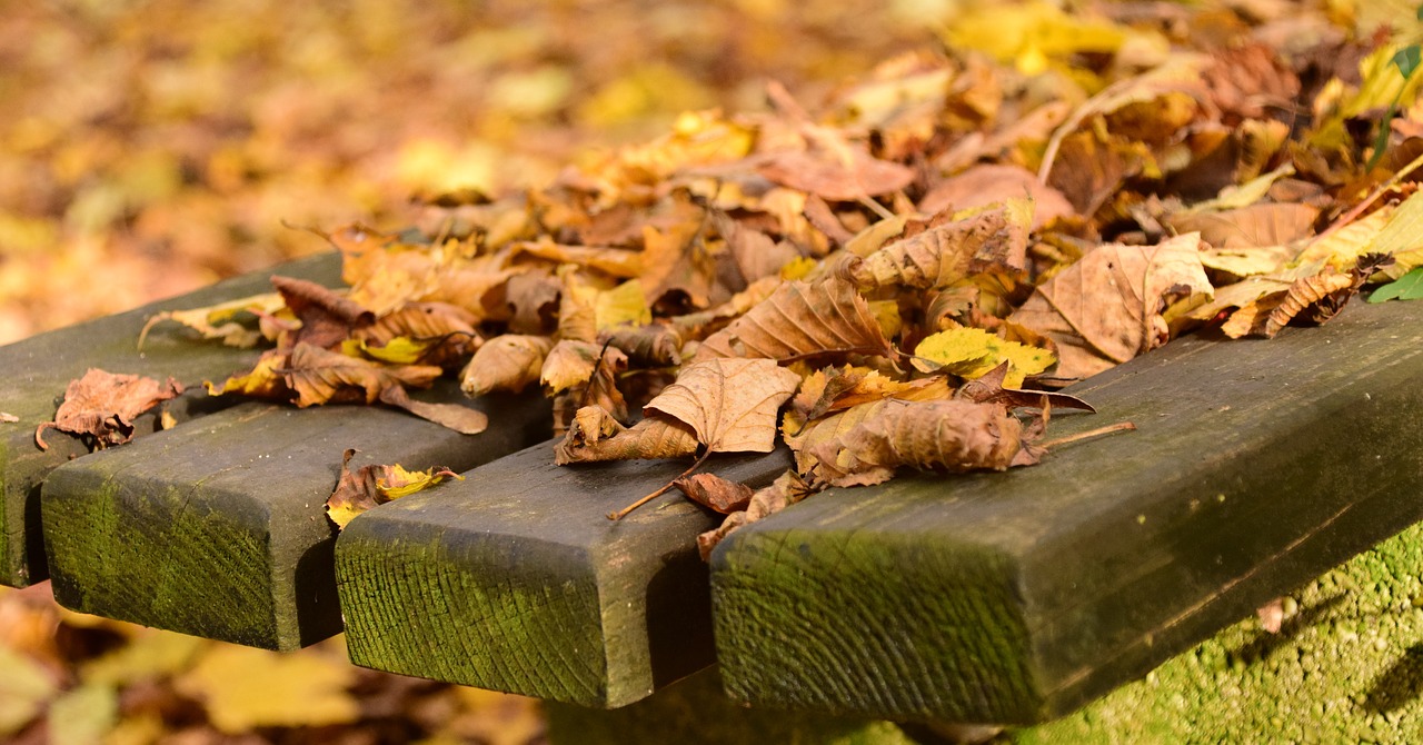 leaves autumn november free photo