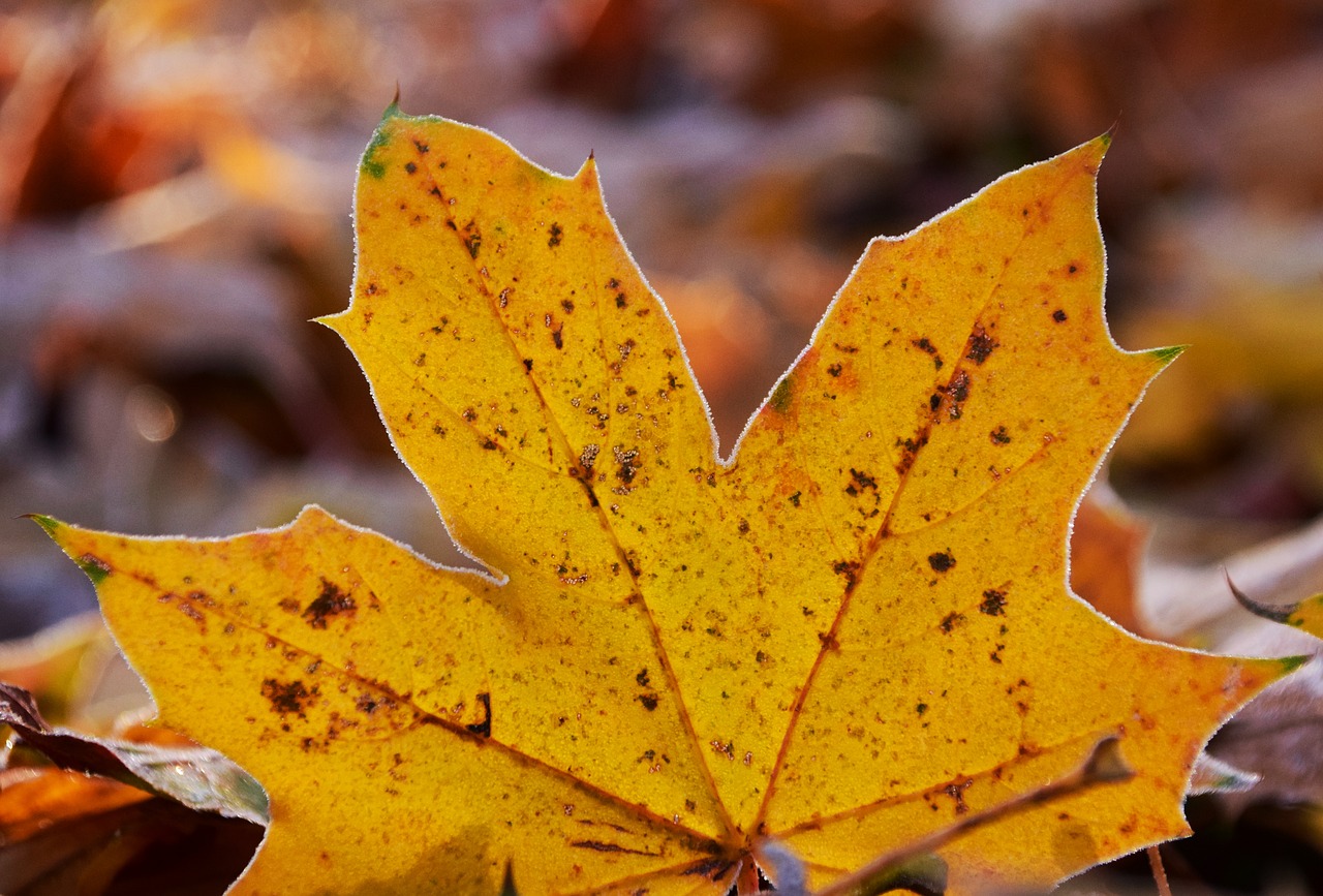 leaves frost nature free photo