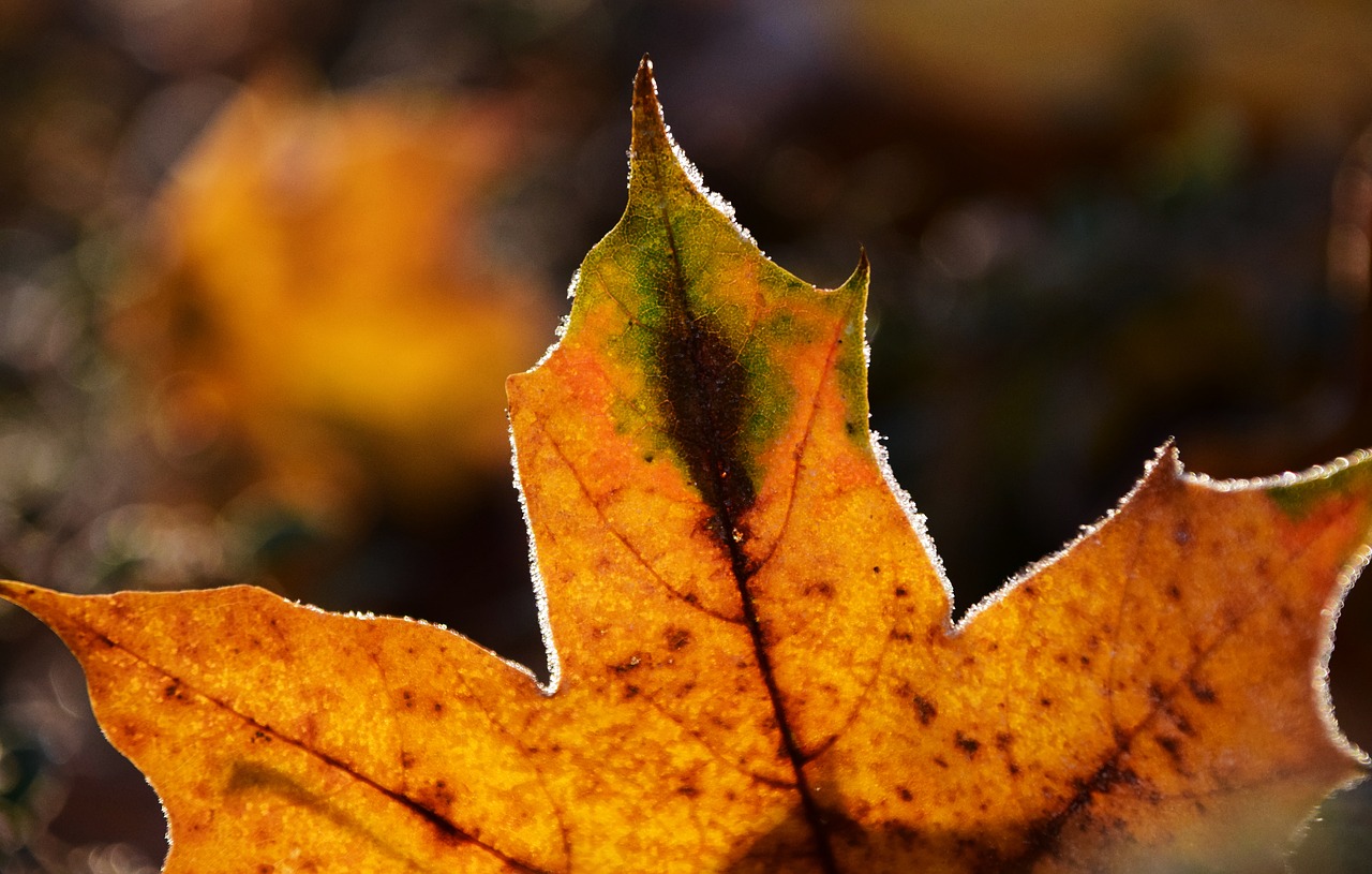 leaves frost nature free photo