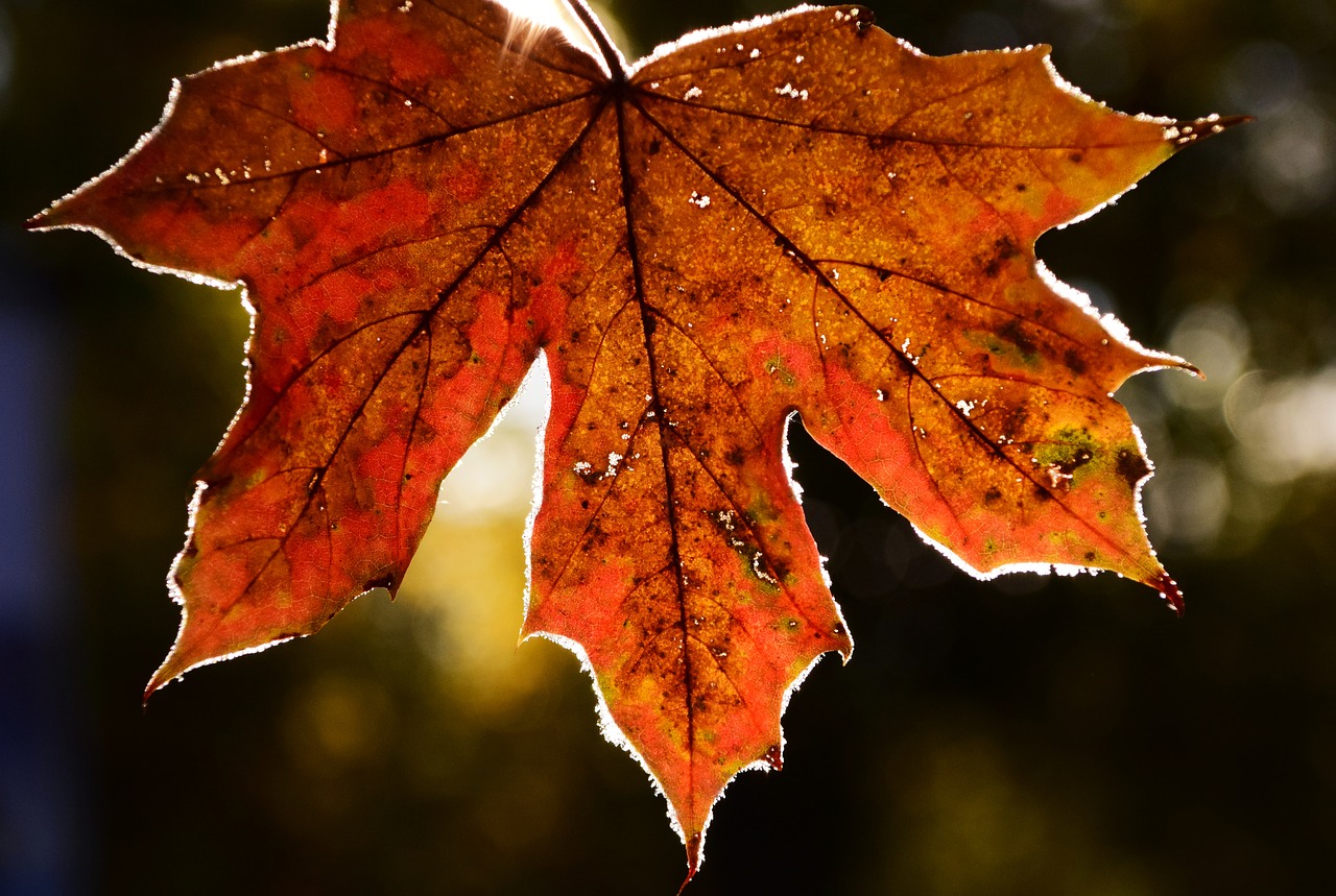 leaves frost nature free photo