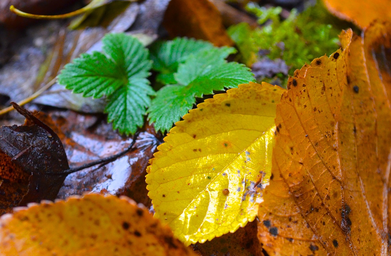 leaves autumn nature free photo