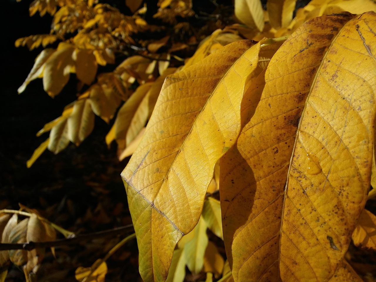 leaves leaf autumn free photo