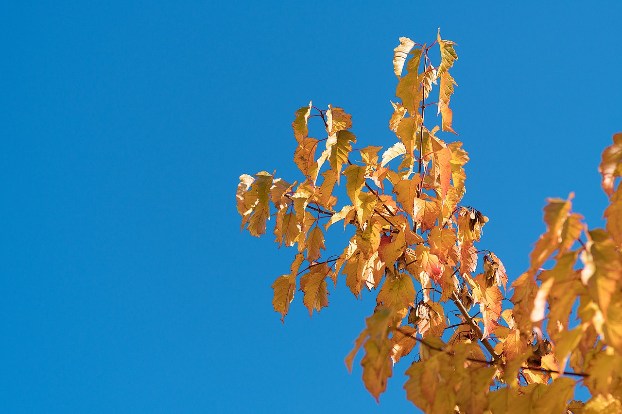 leaves autumn brunches free photo