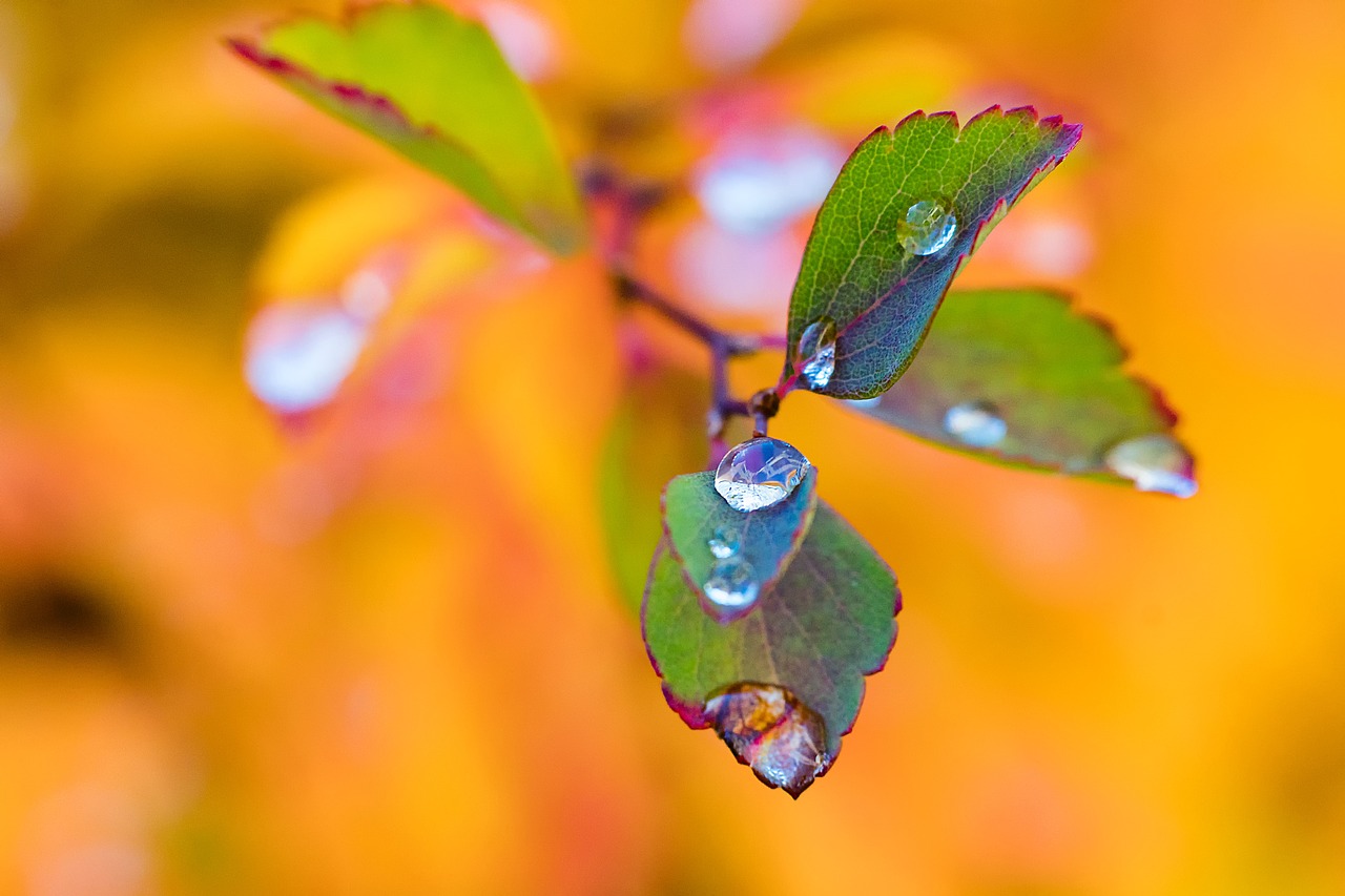 leaves autumn brunches free photo