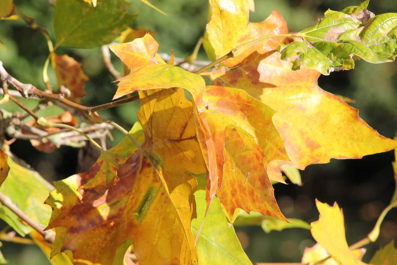 leaves fall season free photo