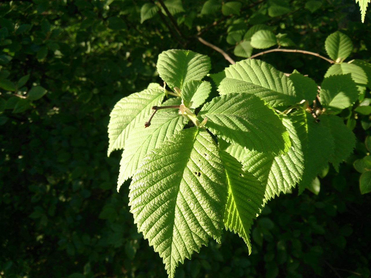 leaves green hazel free photo