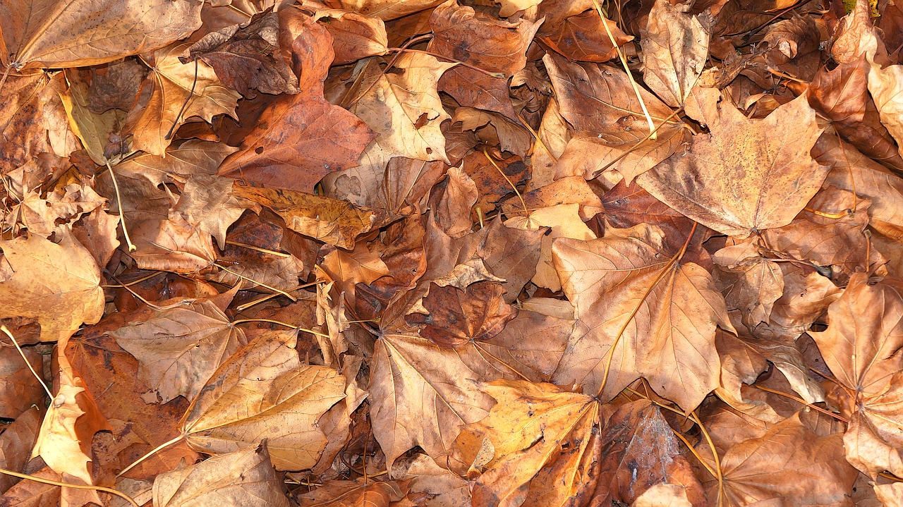 leaves brown autumn free photo