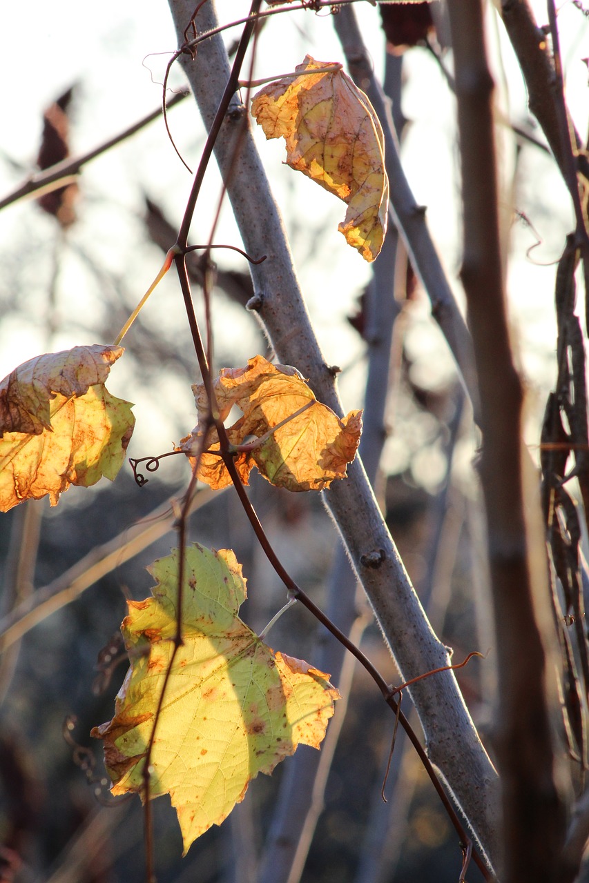 leaves leaf tree free photo