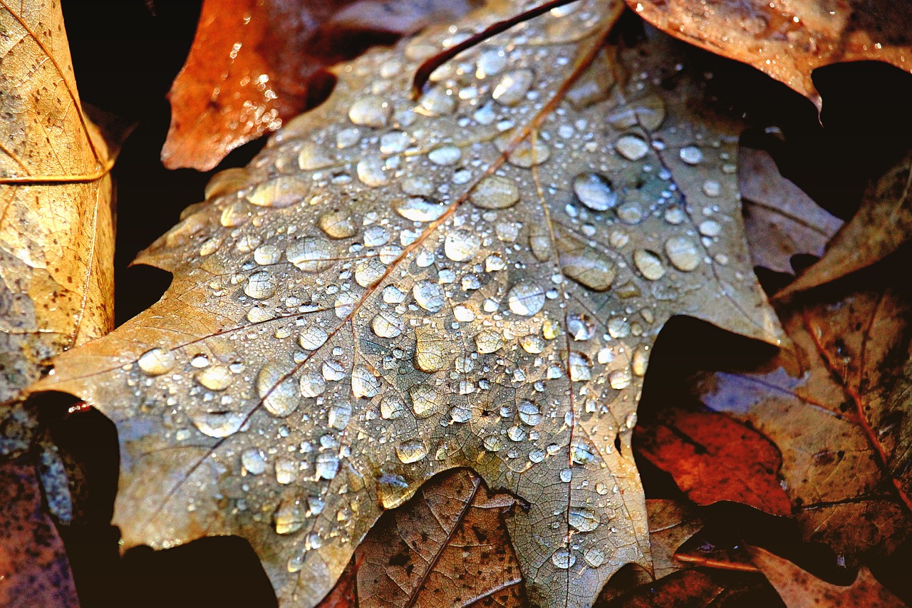 leaves raindrop fall foliage free photo