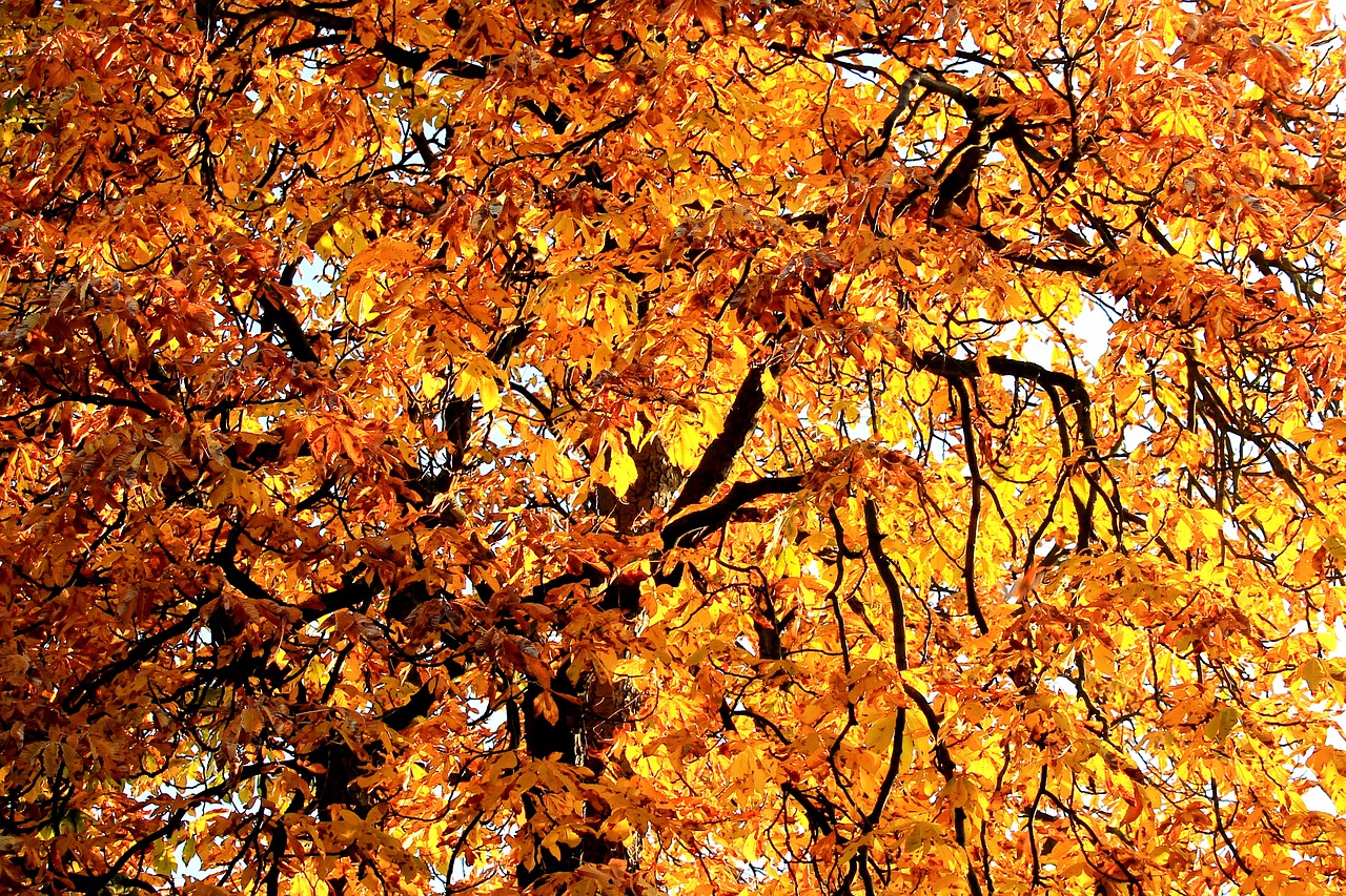 leaves tree branches free photo